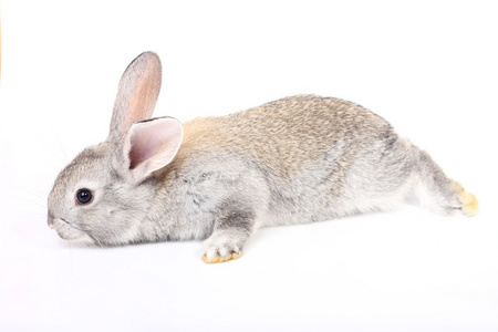 年轻的兔子年轻的灰兔子照片