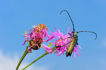 longhorn 甲虫上一朵花