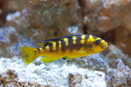 热带世界nimbochromis venustus