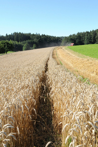 小麦中的痕迹图片