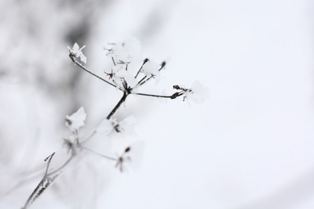 在雪中草