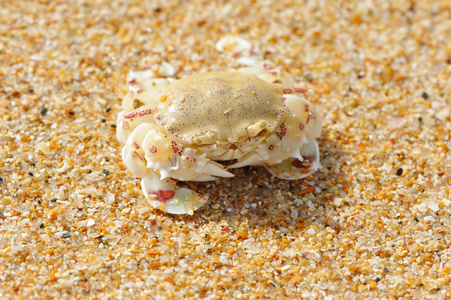 螃蟹的海滩上图片