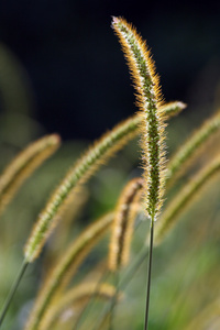 小米草植物在阳光下