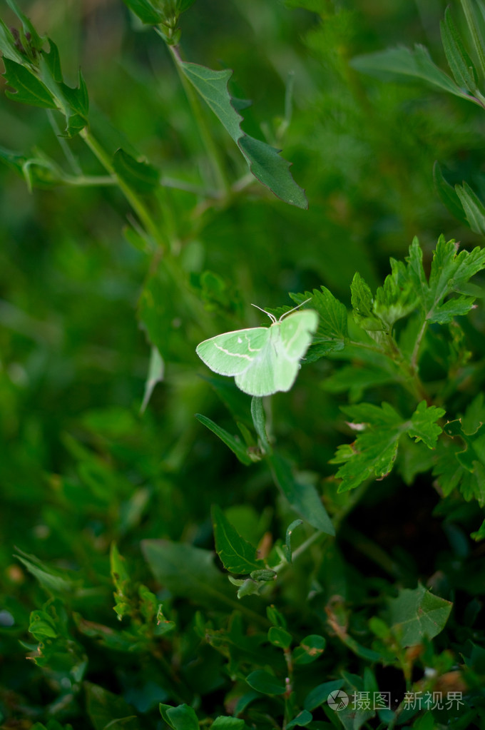 绿色蝴蝶