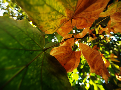 抽象秋天的树叶