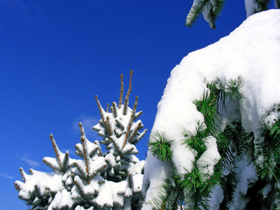圣诞树与雪和天空与 c