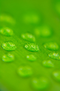 水滴在绿色背景上