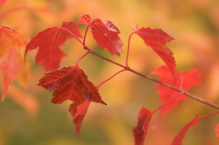 秋天的树叶抽象背景图像