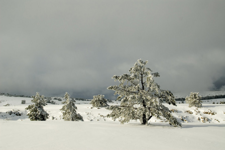 雪下的毛皮树木