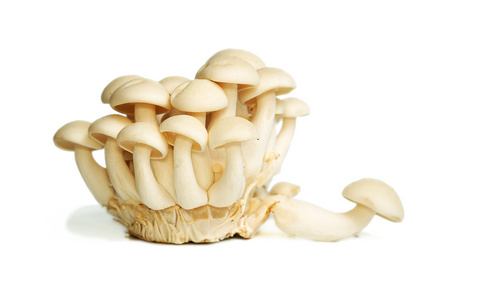 白蟹蘑菇