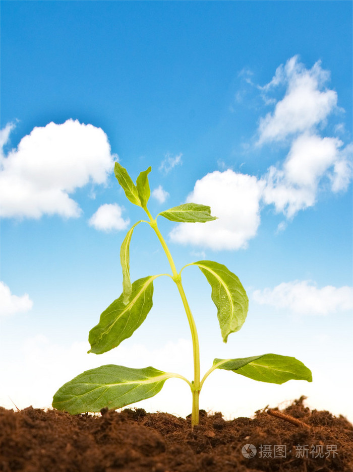 孤立在白色的绿苗