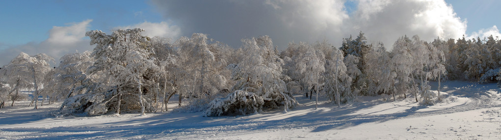 冬季木材的全景图