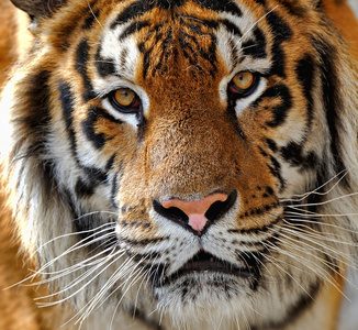 敌人像野兽一样图片