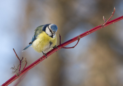 布什的分支 bluetit