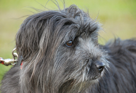 牛牧羊犬