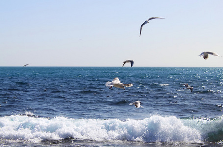 海鸥