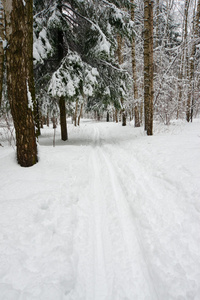 滑雪运行在冬季森林