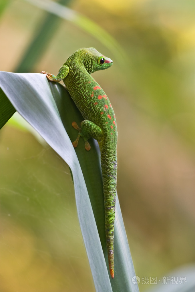绿色壁虎
