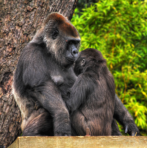 母亲和婴儿的大猩猩