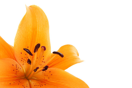 橙色 liliy 花的特写