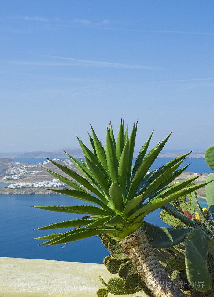 海的背景上的仙人掌