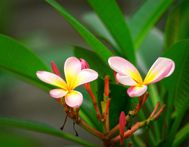 粉红色梅香鲜花