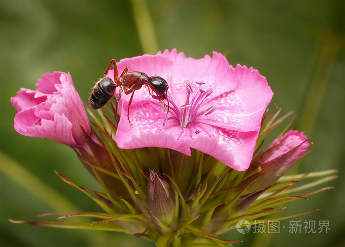 蚂蚁喜欢土耳其粉红色
