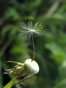 最后的蒲公英的花瓣图片