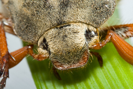 5 月 bug 在孤立的叶片上爬行