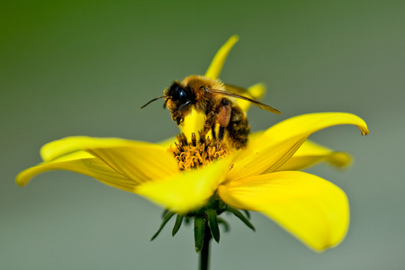 特写蜜蜂在花上的收集花蜜