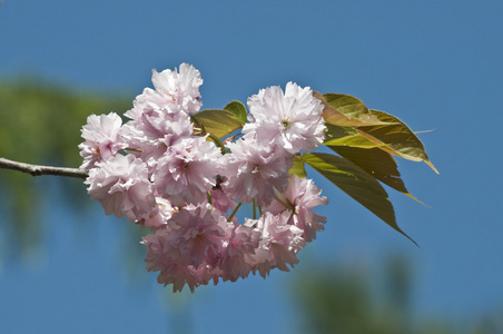 樱花花