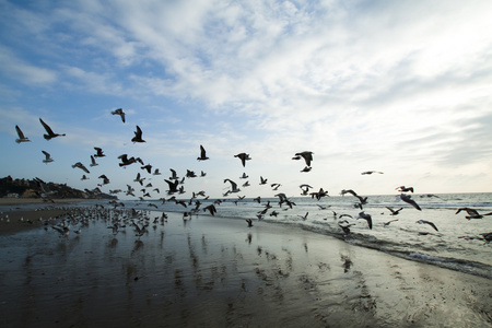 海鸥在海岸上