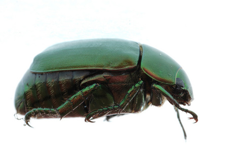 cupripes绿色甲虫昆虫隔离在白色照片