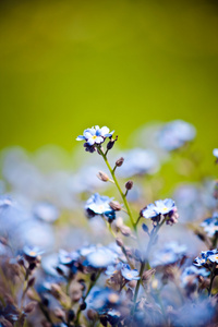 美丽的蓝色小花