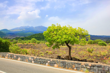 风景与树