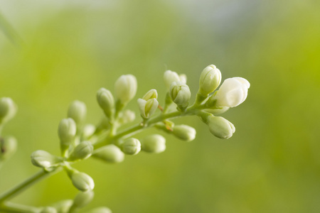 束年轻芽花