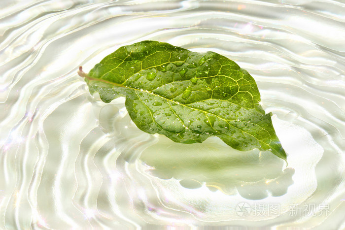 绿叶与水中倒影
