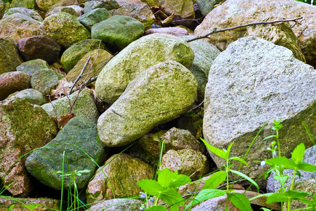 野生植物