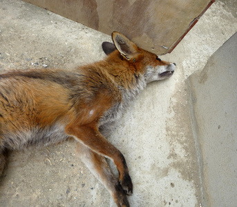 死狐狸摄影图