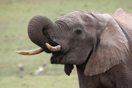 非洲大象淬火渴
