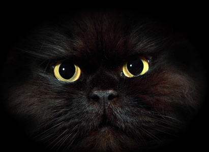 黑猫照片