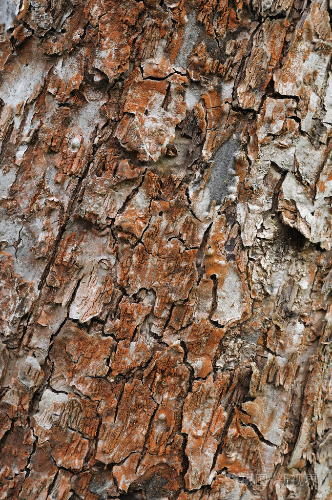 树树皮纹理
