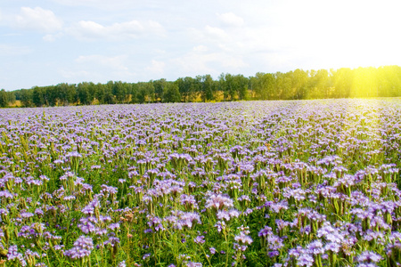 蓝花Phacelia tanacetifolia