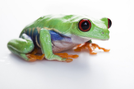 小动物红色眼的青蛙图片