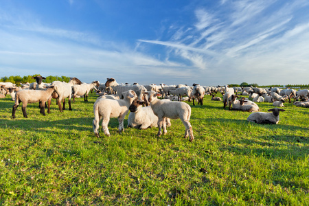 在荷兰的夏天景观和畜群羊