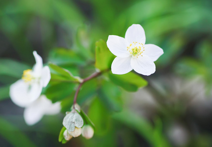 春天的花朵