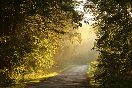 日出时雾秋天的森林中的路径