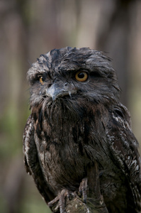 黄鱼 frogmouth podargus strigoides