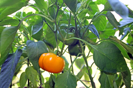 番茄胡椒或甜椒