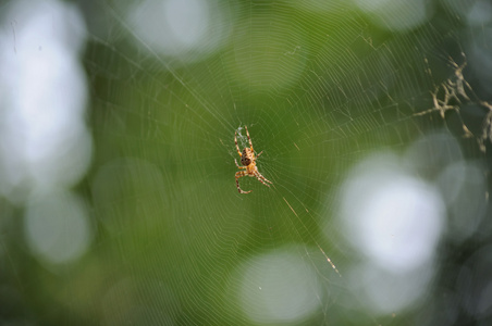 web 上的蜘蛛